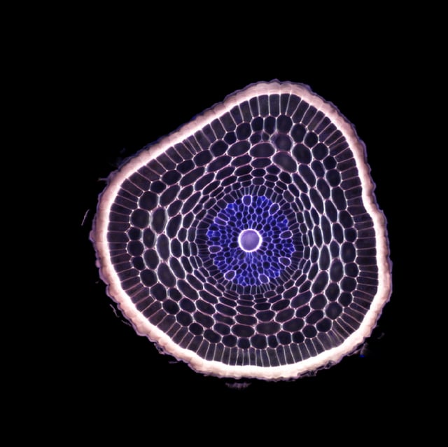 The cross-section of a barley root