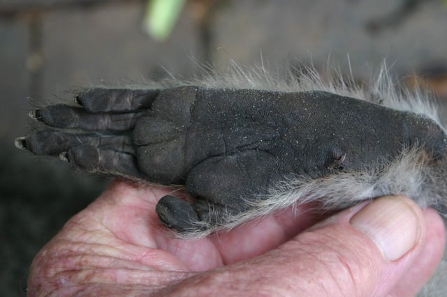 Vervet hindfoot showing fingerprint ridges on the sole
