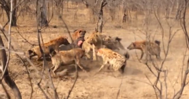 Lion attacked by spotted hyenas in Sabi Sand Game Reserve