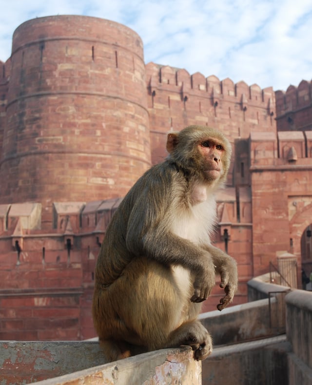 Rhesus macaque at Agra Fort, India