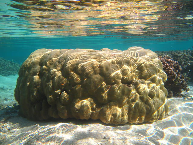 Porites lutea