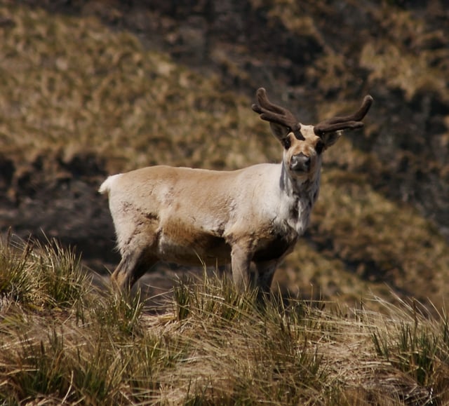 Southernmost reindeer: South Georgian reindeer with velvet-covered antlers