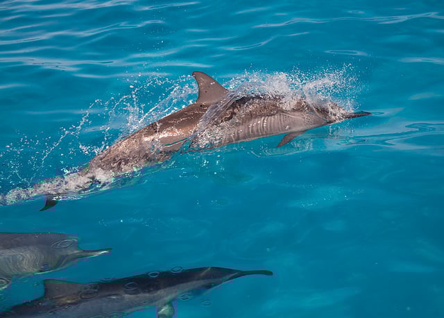 Spinner dolphins at Midway Atoll