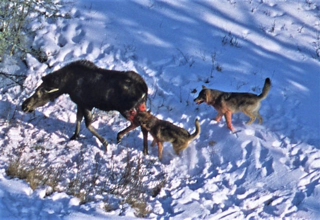 Two wolves killing a moose in typical fashion: biting the hindquarters