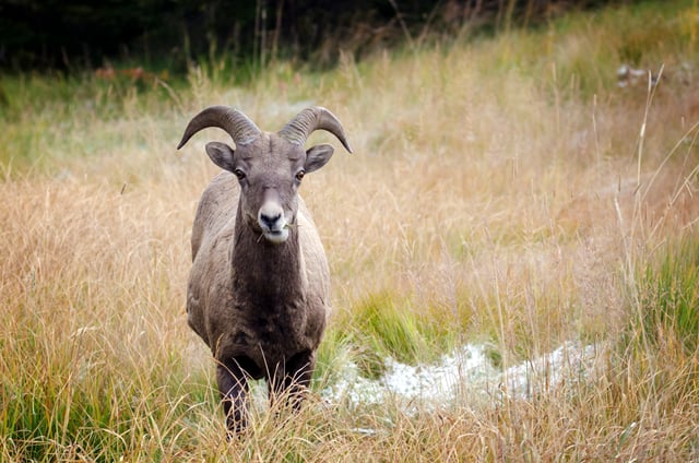 A bighorn sheep in Kananaskis Country. Bighorn sheep is the provincial mammal of Alberta.