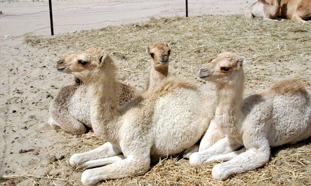 Domesticated camel calves lying in sternal recumbency, a position that aids heat loss