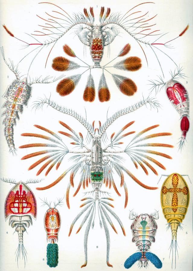 Copepods, from Ernst Haeckel's 1904 work Kunstformen der Natur
