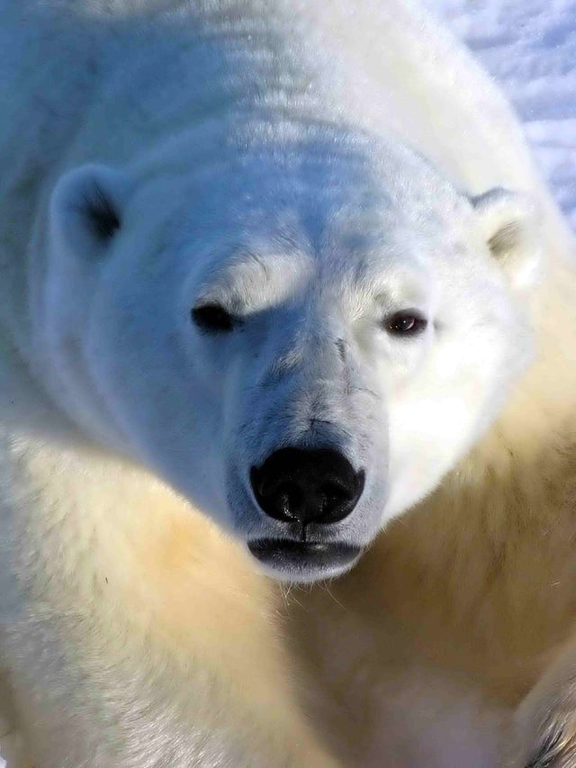 Polar bears are common in northern Manitoba.