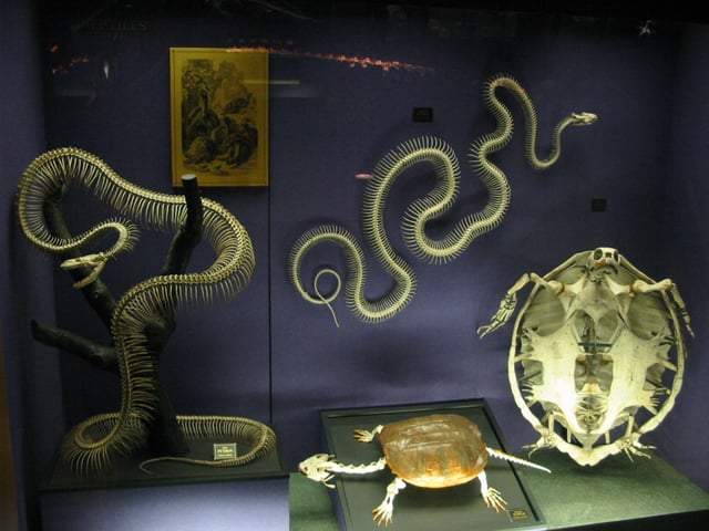 When compared, the skeletons of snakes are radically different from those of most other reptiles (such as the turtle, right), being made up almost entirely of an extended ribcage.