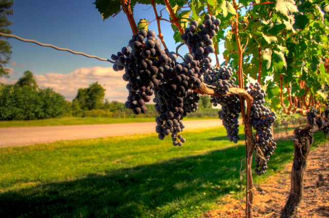 Wine grapes growing in the Niagara Peninsula, a major Canadian wine region