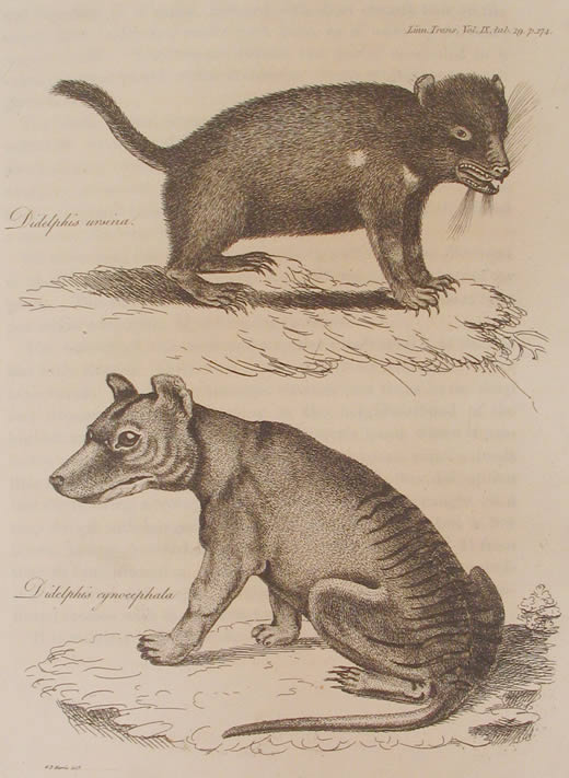 Tasmanian devil and thylacine, both labelled as members of Didelphis, from Harris' 1808 description. This is the earliest known non-indigenous illustration of a thylacine.