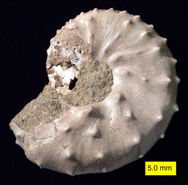 Discoscaphites iris ammonite from the Owl Creek Formation (Upper Cretaceous), Owl Creek, Ripley, Mississippi