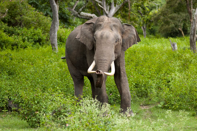South India has the largest elephant population.