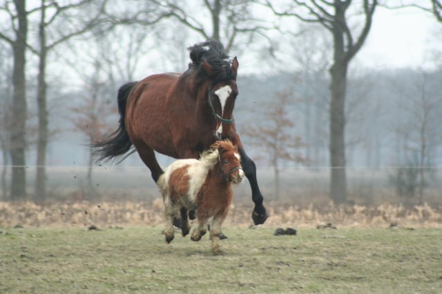 Size varies greatly among horse breeds, as with this full-sized horse and small pony.