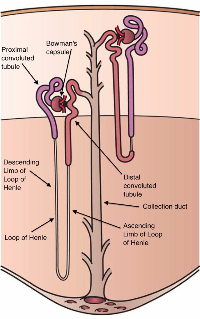 The nephron, shown here, is the functional unit of the kidneys. Its parts are labelled except the (gray) connecting tubule located after the (dark red) distal convoluted tubule and before the large (gray) collecting duct (mislabeled collection duct).