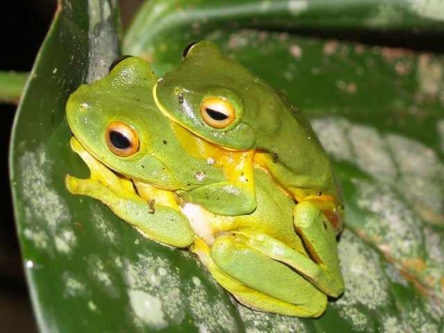 Male orange-thighed frog (Litoria xanthomera) grasping the female during amplexus