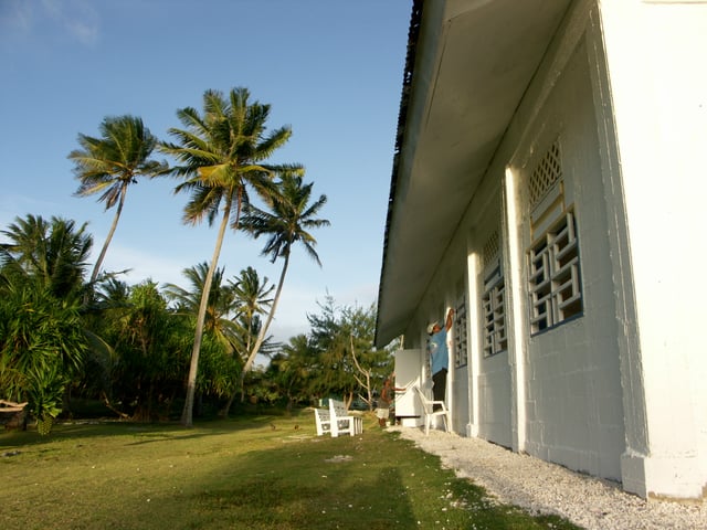 Coconut palms in the Marshall Islands