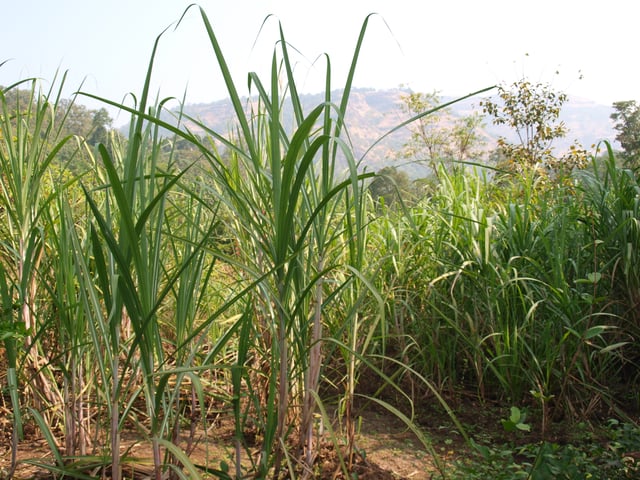Freshly grown sugarcane, agriculture is the second leading occupation in Maharashtra
