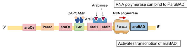 Positive regulation of L-arabinose operon via dimeric AraC and CAP/cAMP