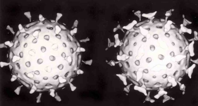 Two rotaviruses: the one on the right is coated with antibodies that prevent its attachment to cells and infecting them.