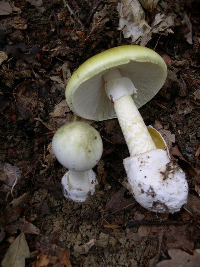 Amanita phalloides accounts for the majority of fatal mushroom poisonings worldwide. It sometimes lacks the greenish color seen here.