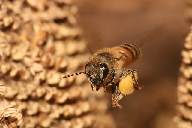 Honeybee in flight carrying pollen in pollen basket