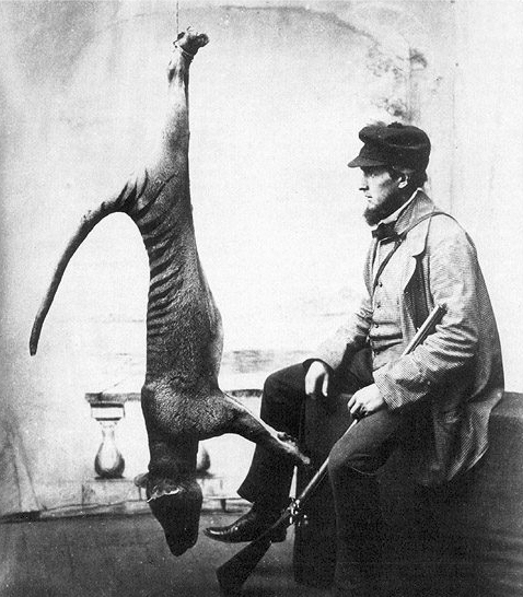 Bagged thylacine, 1869