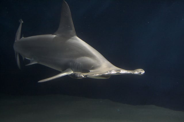 The shape of the hammerhead shark's head may enhance olfaction by spacing the nostrils further apart.