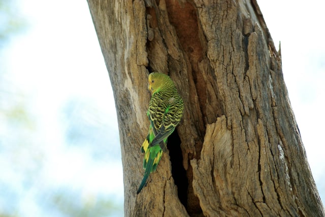 Female budgerigar at Alice Springs Desert Park