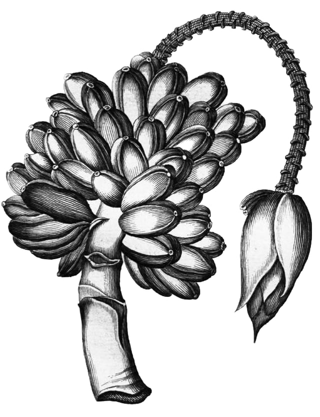 "Musa Uranoscopos" – the lectotype of Musa troglodytarum L.; from Rumphius (1747), Herbarium amboinensis, tab. 61