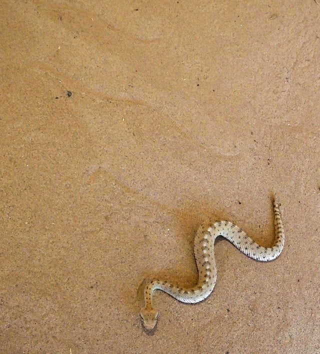 A neonate sidewinder rattlesnake (Crotalus cerastes