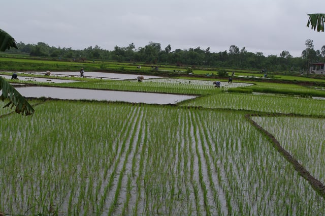 A paddy field in Vietnam.