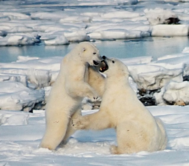 Subadult polar bear males frequently play-fight. During the mating season, actual fighting is intense and often leaves scars or broken teeth.
