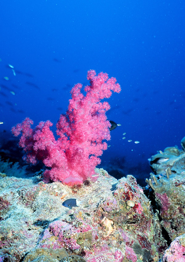 A healthy coral reef has a striking level of biodiversity in many forms of marine life.