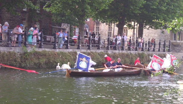 Swan Upping – skiffs surround the swans