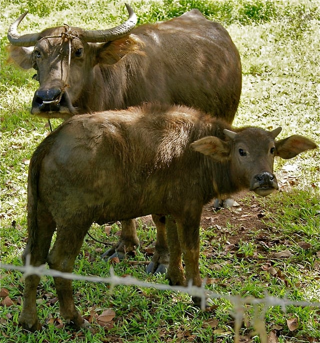 Adult female carabao and calf