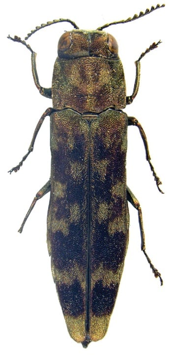 Agrilus zanthoxylumi