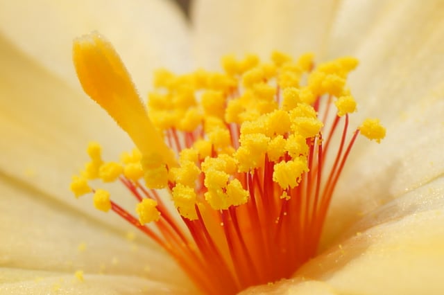 Style and stamens of Mammillaria beneckei flower
