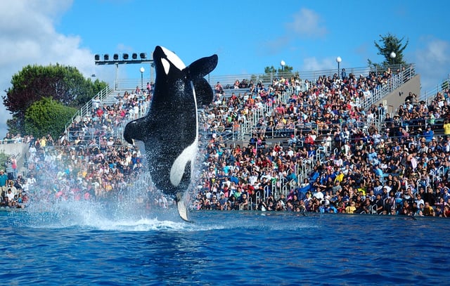 Shamu the killer whale, 2009