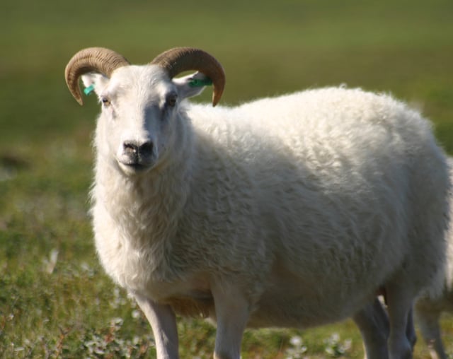 An Icelandic sheep