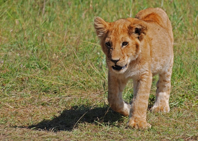 A lion cub in Masai Mara