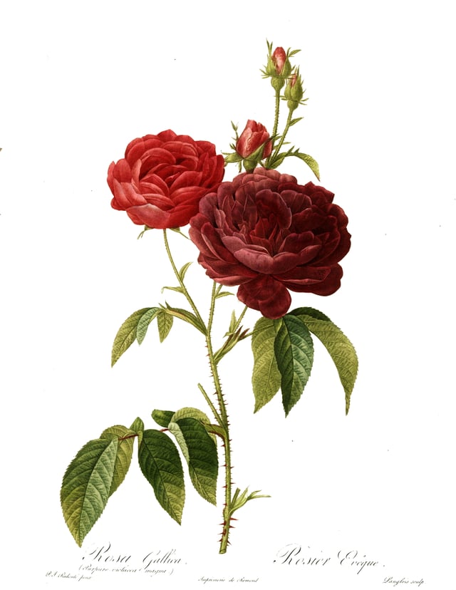 Rosa gallica Evêque, painted by Redouté