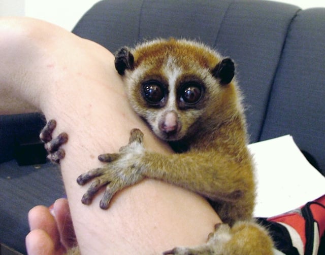 Slow lorises are popular in the exotic pet trade, which threatens wild populations.