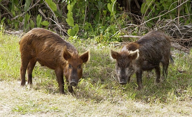Feral pigs (razorbacks) in Florida