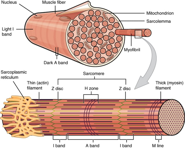 A skeletal muscle fiber is surrounded by a plasma membrane called the sarcolemma, which contains sarcoplasm, the cytoplasm of muscle cells.