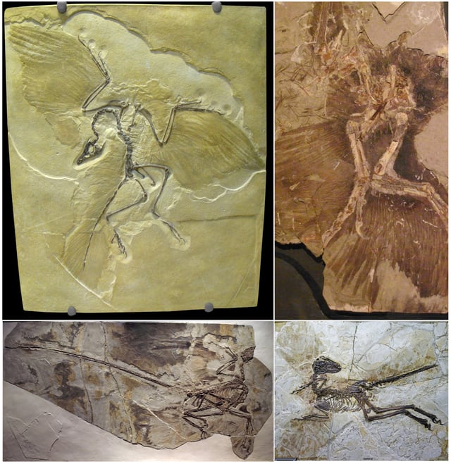 Various feathered non-avian dinosaurs, including Archaeopteryx, Anchiornis, Microraptor and Zhenyuanlong