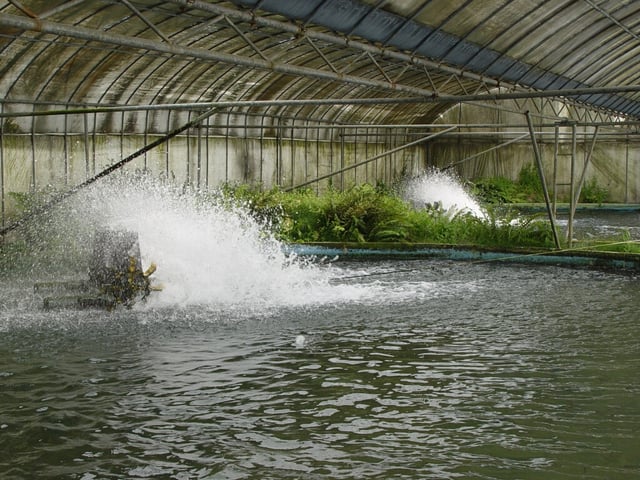 Green water culture system for Japanese eel