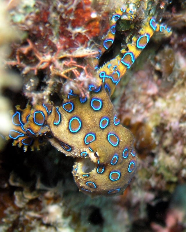 The blue-ringed octopus's rings are a warning signal; this octopus is alarmed, and its bite can kill.