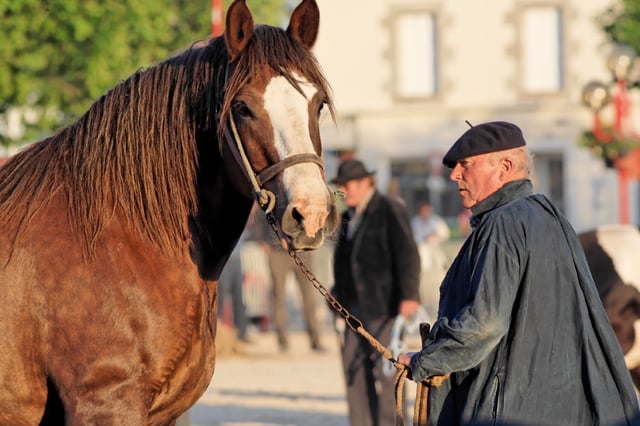 A Breton horse.