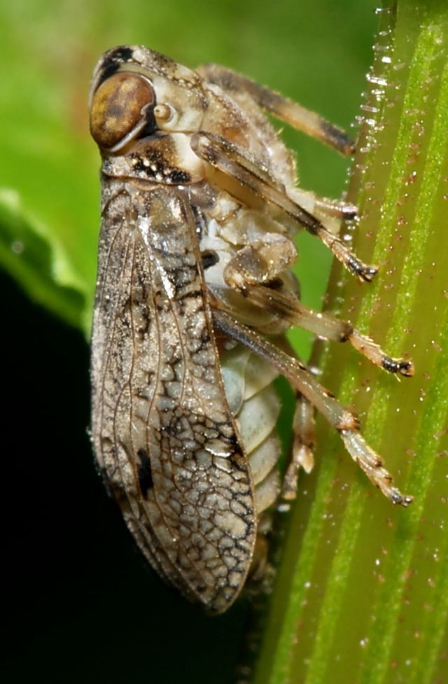 Issus coleoptratus